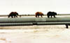 bears-on-pipeline