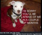 pit-puppy